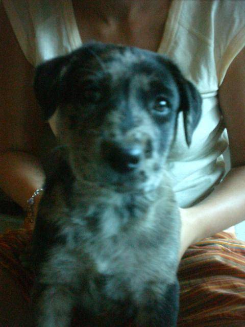 labrador/labrador-husky - Labrador Retriever