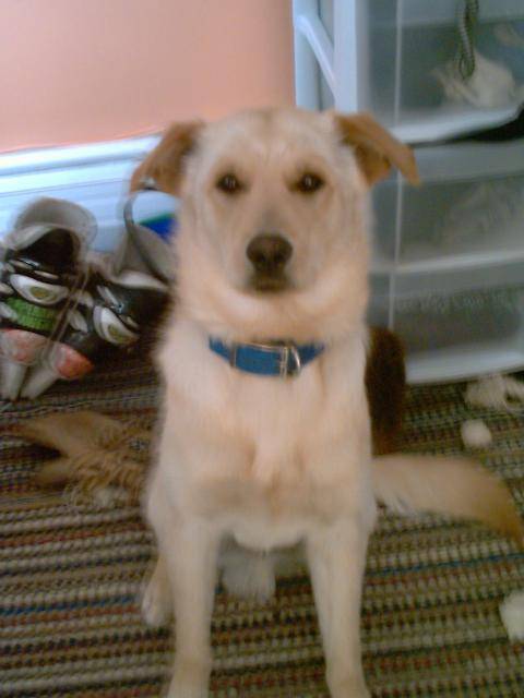 golden labrador (charlie) - Labrador Retriever