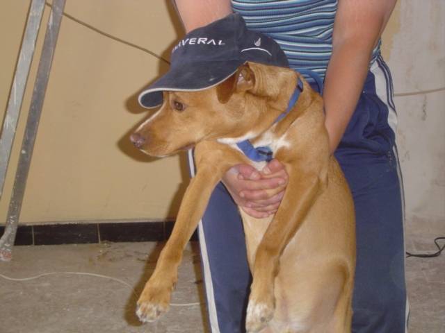 filou labrador/épagneul - Labrador Retriever