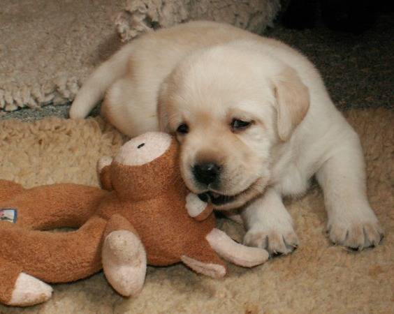 labrador - Labrador Retriever