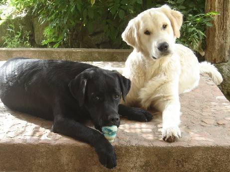 labrador - Labrador Retriever
