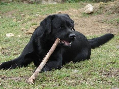 labrador - Labrador Retriever