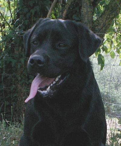 labrador - Labrador Retriever