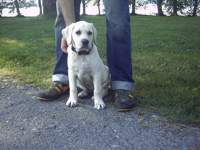 Labrador BIANCA - Labrador Retriever