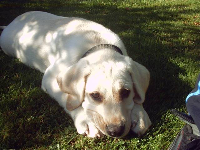 Labrador BIANCA - Labrador Retriever