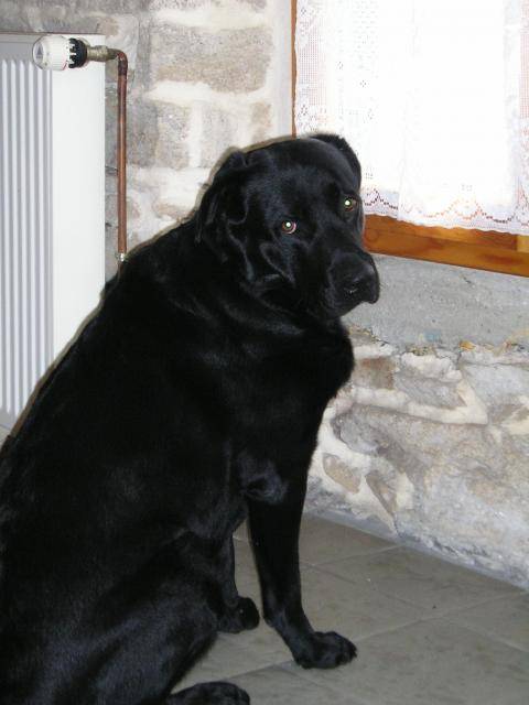 lucky labrador - Labrador Retriever