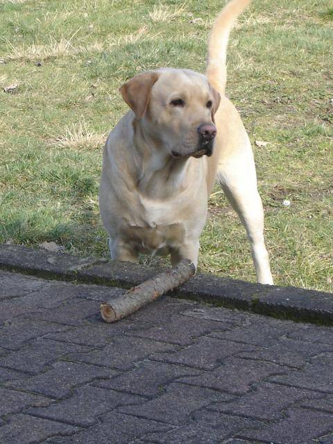 labrador usty - Labrador Retriever
