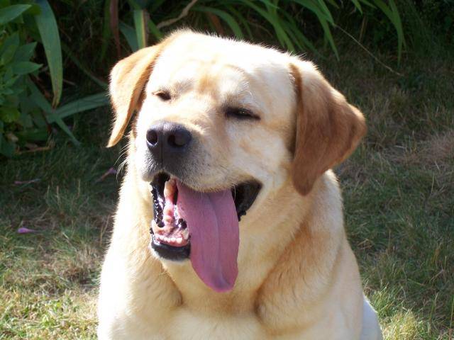 labrador d'jack - Labrador Retriever