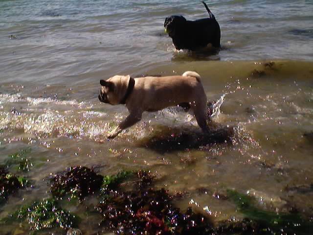 labrador-Paloma - Labrador Retriever