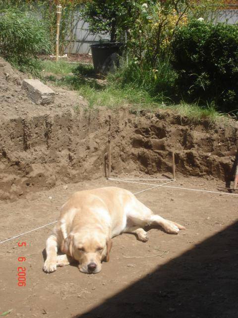 Labrador Uta - Labrador Retriever