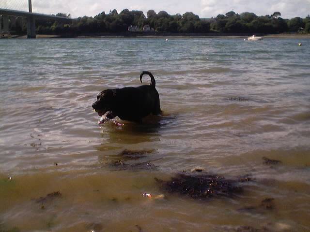 labrador-Paloma - Labrador Retriever