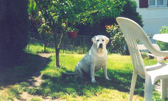 labrador RUDY - Labrador Retriever