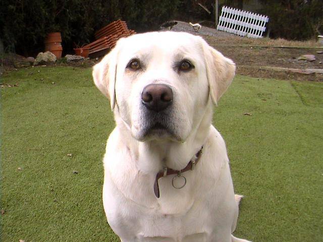 labrador RUDY - Labrador Retriever