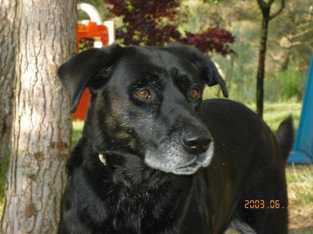 SIMBA 10 ans (Labrador) - Labrador Retriever (10 ans)