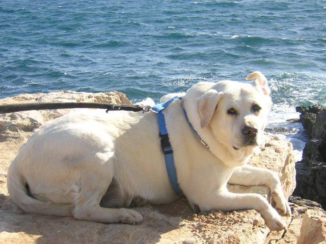 labrador sable fifille - Labrador Retriever