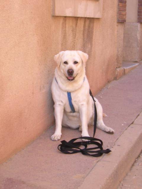 labrador sable fifille - Labrador Retriever