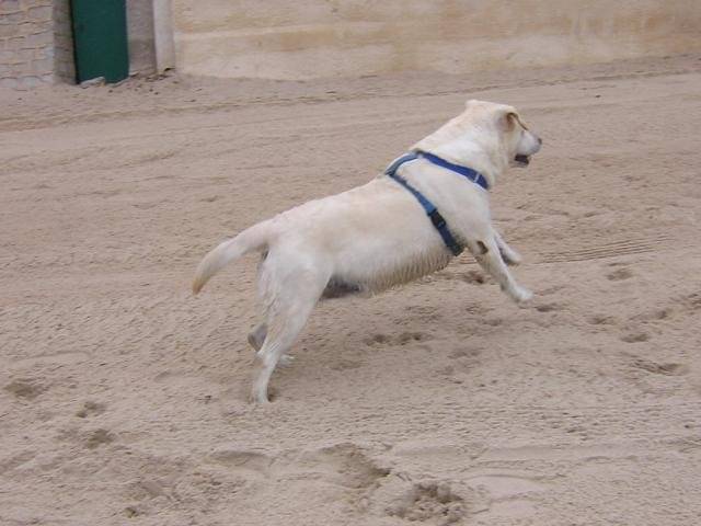 labrador sable fifille - Labrador Retriever
