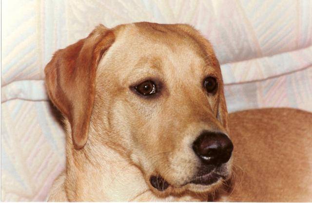 labrador youki - Labrador Retriever