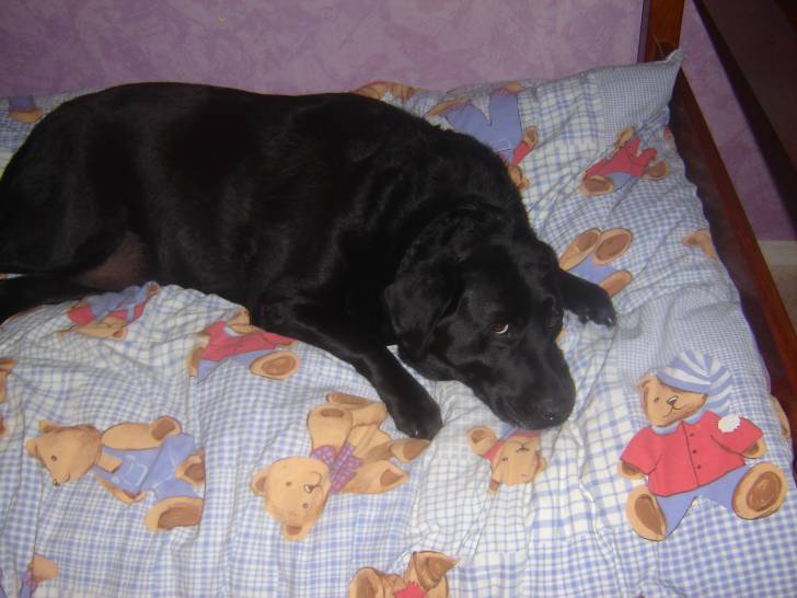 volga - Labrador Retriever (5 ans)