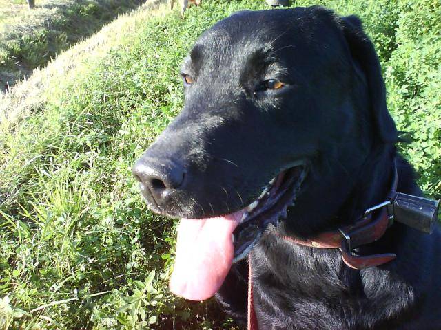 Labrador rif - Labrador Retriever