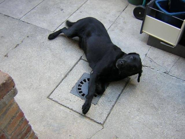 labrador rif - Labrador Retriever