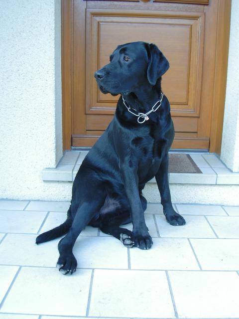 LABRADOR NOIR GEANT... VOICI UNZO - Labrador Retriever