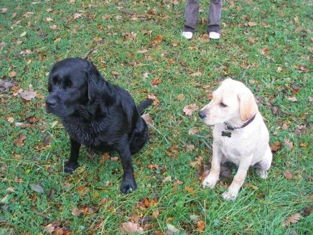 Back et Willow, Labradors - Labrador Retriever