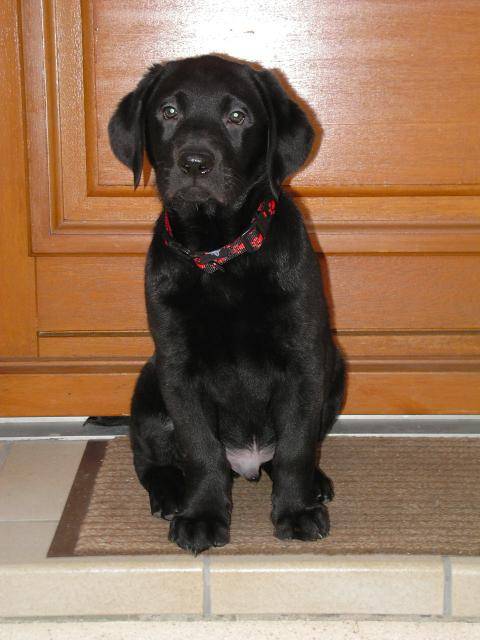 LABRADOR UNZO - Labrador Retriever