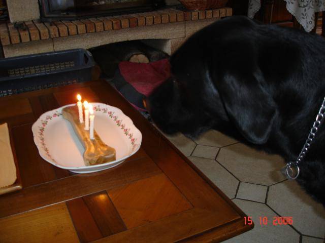 LABRADOR UNZO - Labrador Retriever