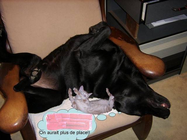 Labrador DUC - Labrador Retriever