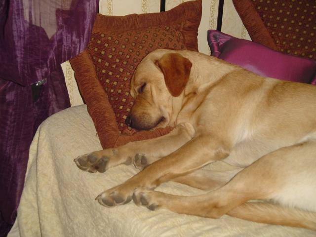 Athos LABRADOR - Labrador Retriever