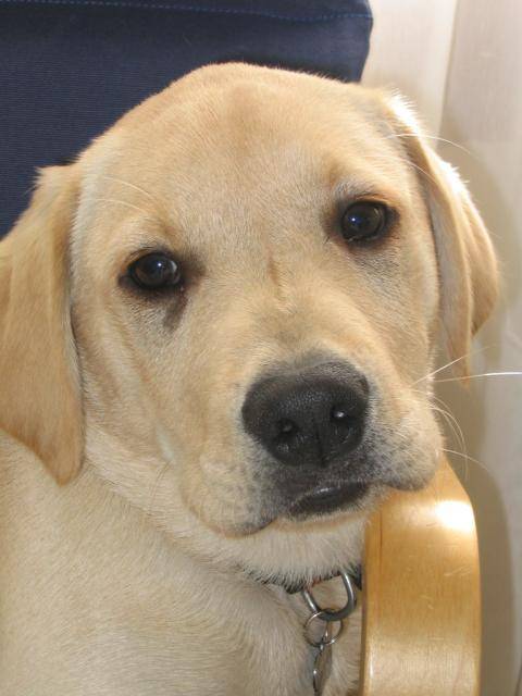 BACK LABRADOR - Labrador Retriever