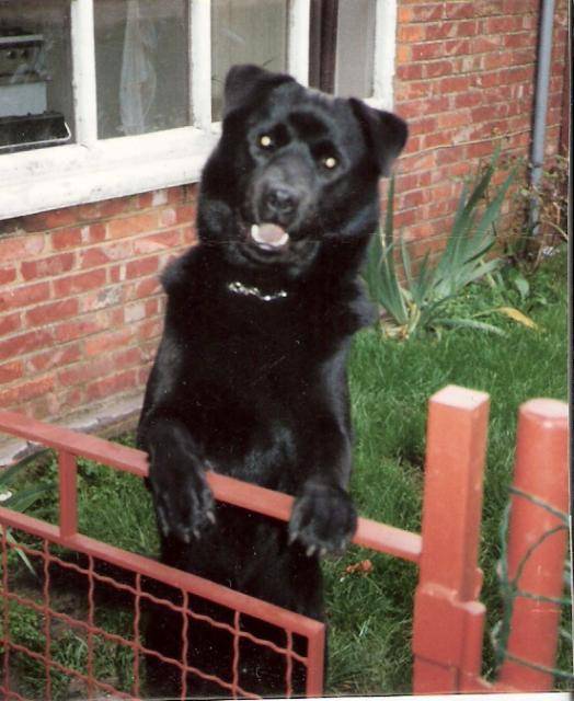 Braque croisé Labrador et chowchow - Labrador Retriever
