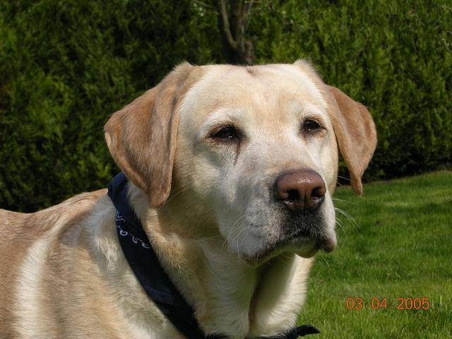Labrador Pam - Labrador Retriever