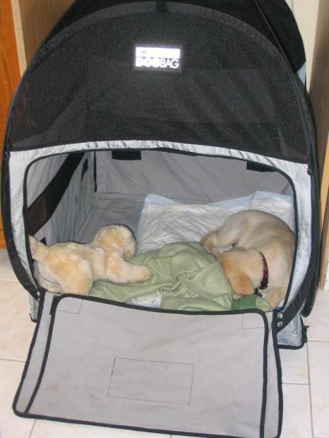 Back, Labrador - Labrador Retriever