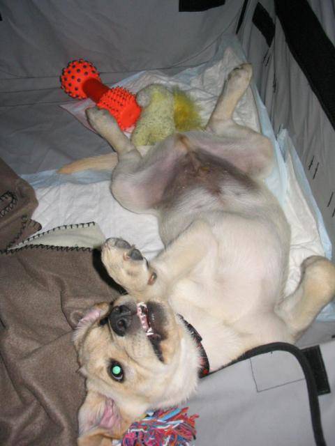 BACK LABRADOR - Labrador Retriever