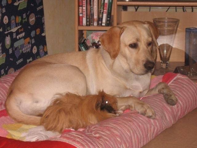 Labradors - Labrador Retriever