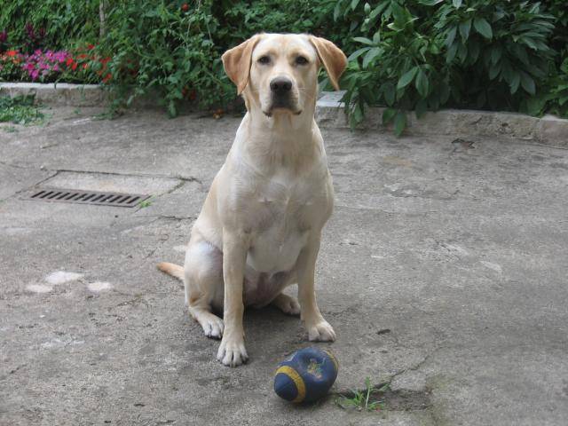 labradors Anga - Labrador Retriever