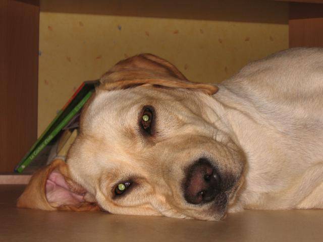 Labradors Anga - Labrador Retriever