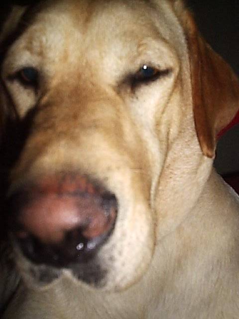 Arthus Labrador sable - Labrador Retriever