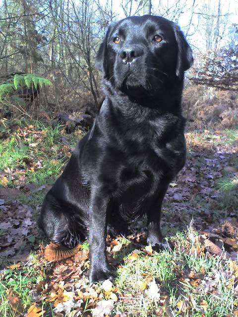 Willow, Labrador - Labrador Retriever