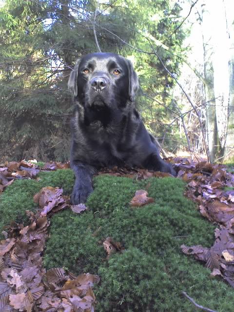 Willow, Labrador - Labrador Retriever