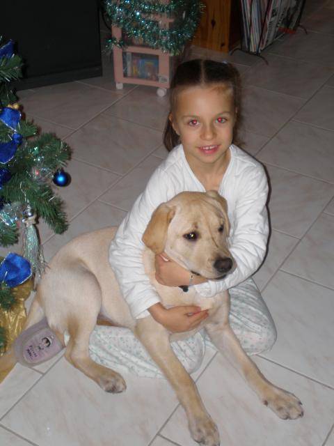 Amélie et Back labrador et........humain! - Labrador Retriever