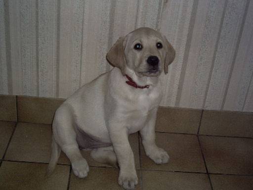 ALICE LABRADOR - Labrador Retriever