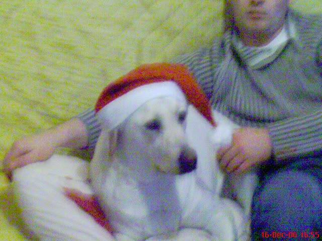 alice labrador - Labrador Retriever