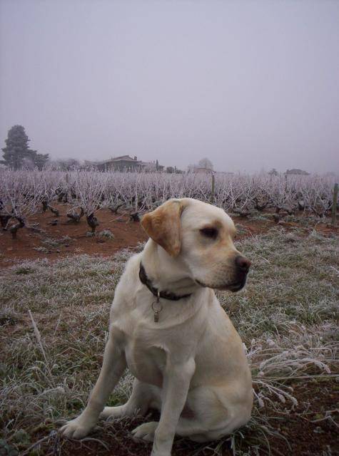 LABRADOR BADKA - Labrador Retriever