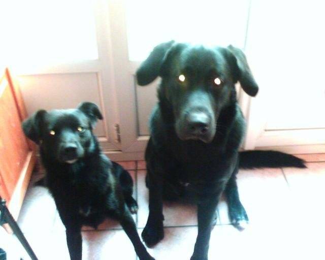 croisés labradors - Labrador Retriever