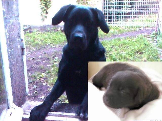 croisé labrador Théo - Labrador Retriever