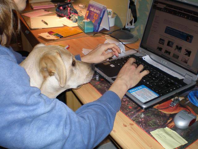 BACK LABRADOR - Labrador Retriever