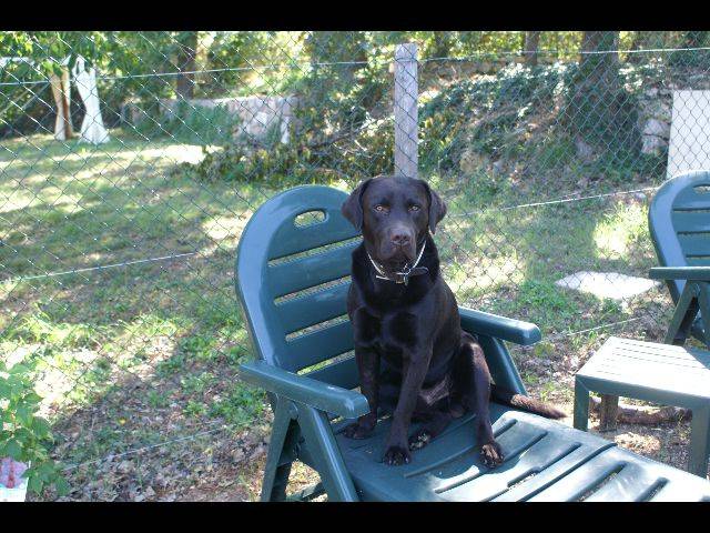 labrador ANGEL - Labrador Retriever